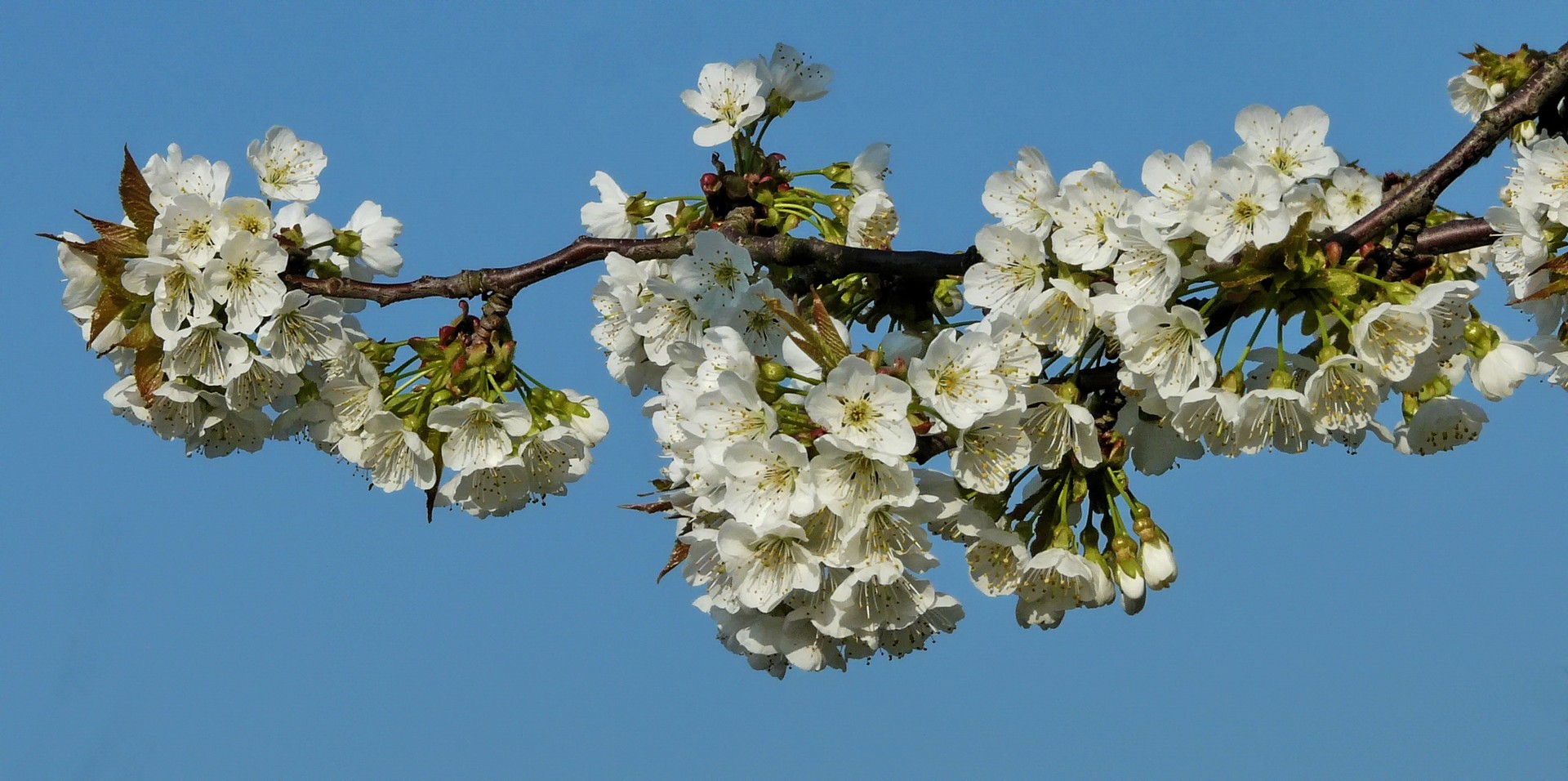 Kirschblüte