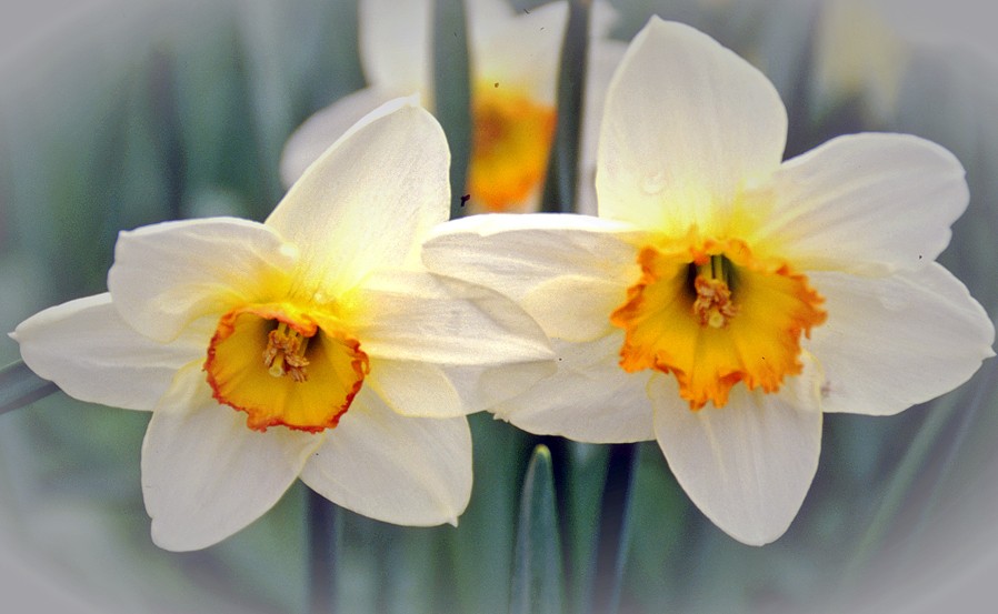 Der Frühling kommt