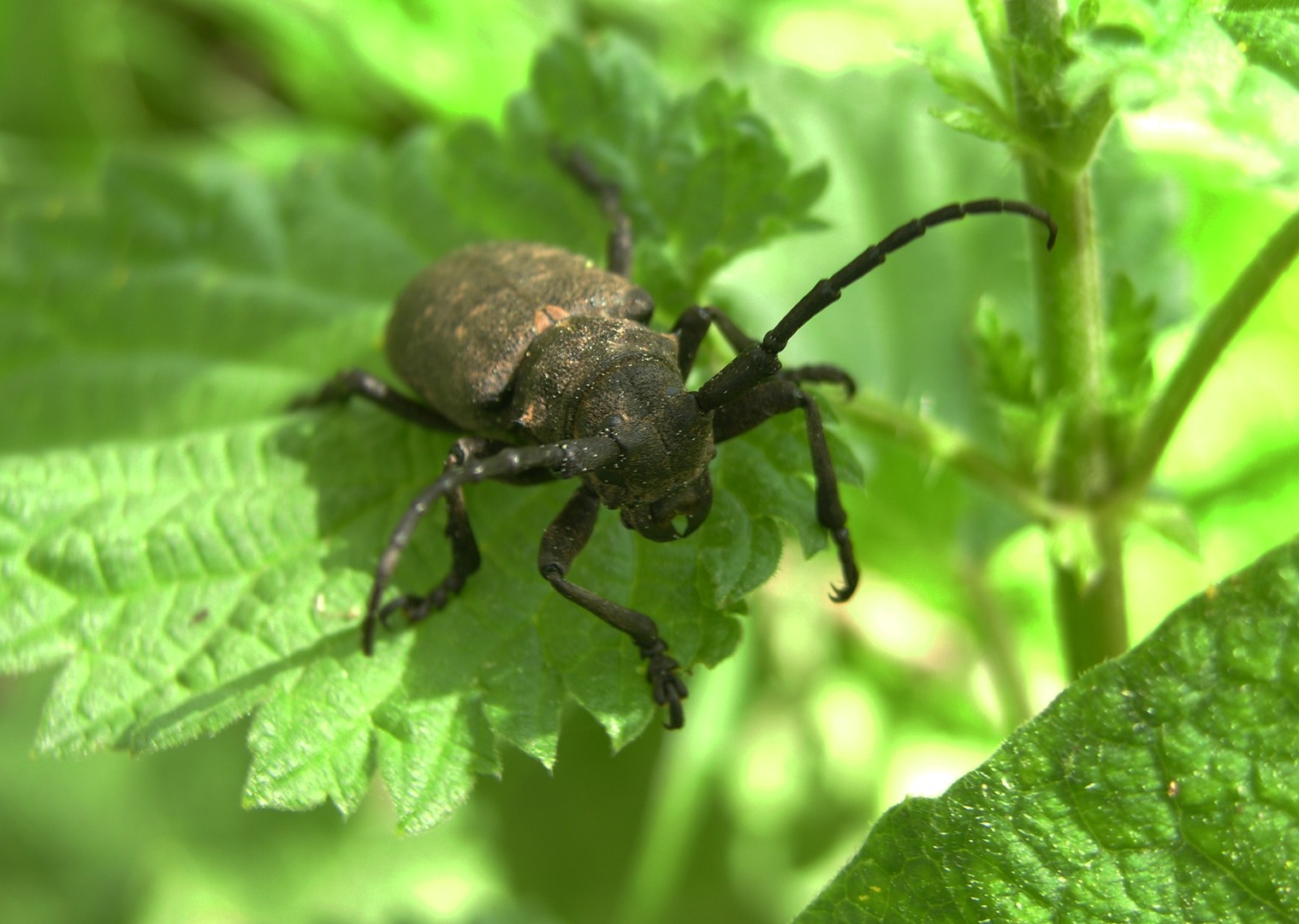 INSECTE PREHISTORIQUE!!