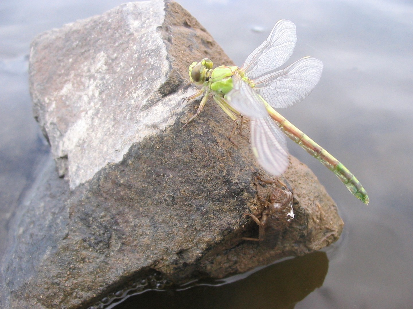 Frischgeschlüpfte Libelle