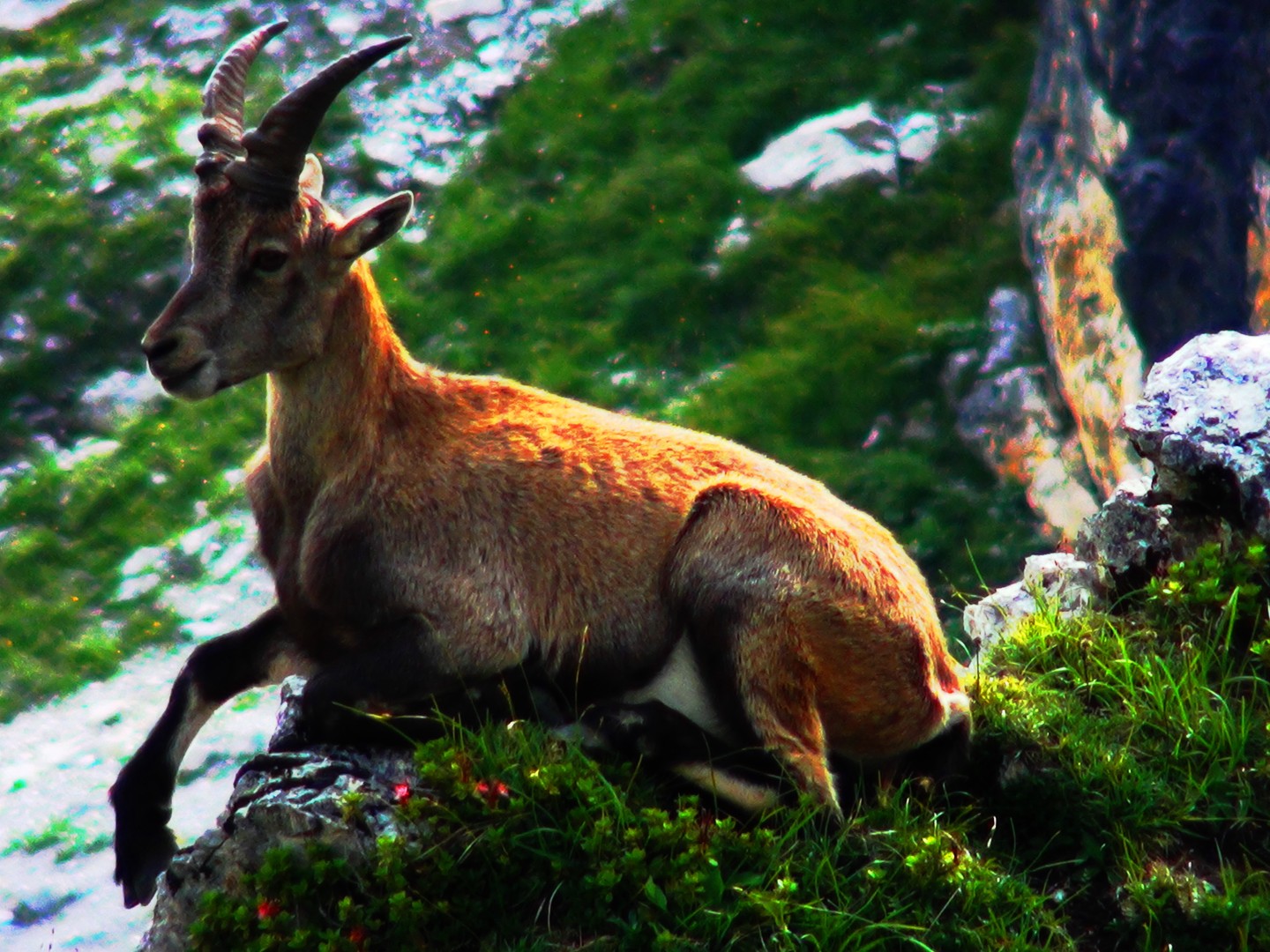 kleiner Steinbock