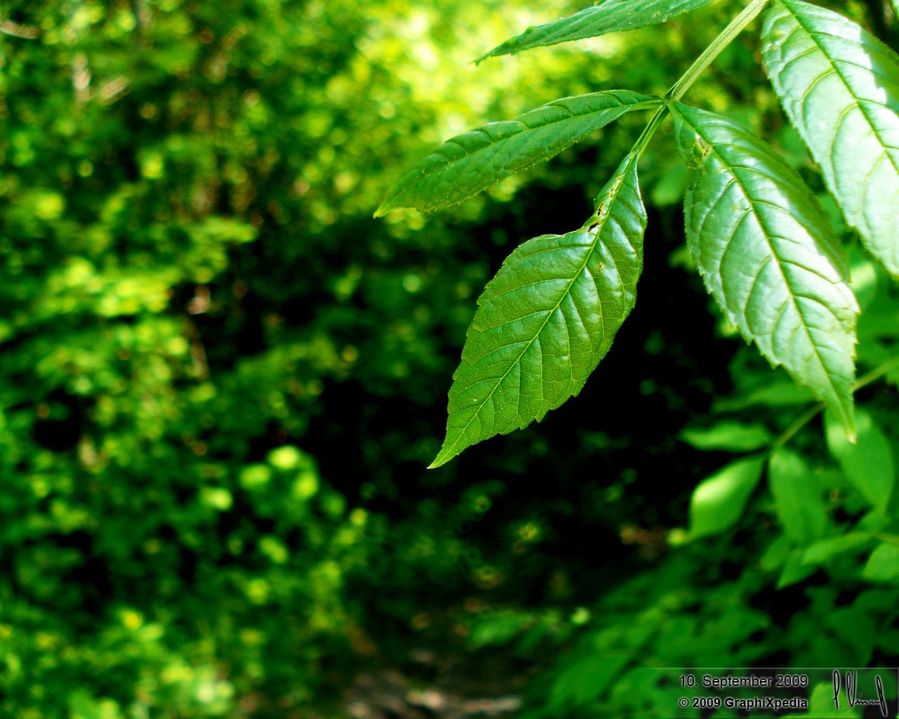 Aalener Wald