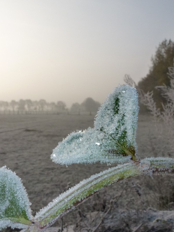 Frostiges Herz.....