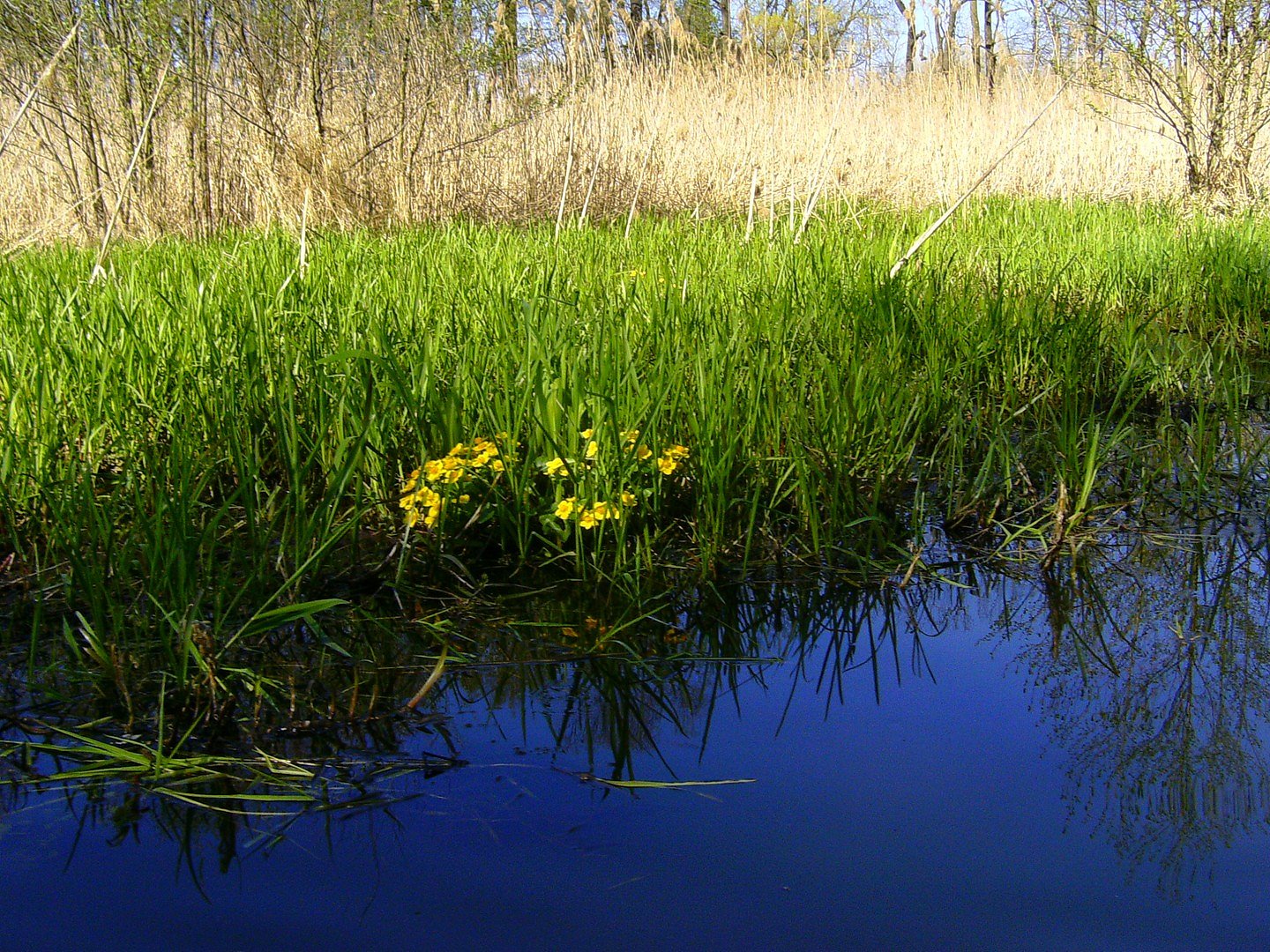 Sumpfdotterblumen in Blüte