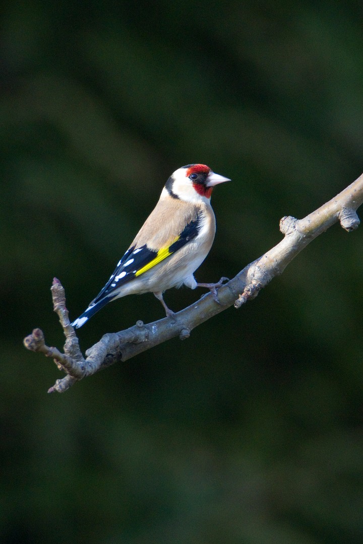 Stigelitz "Vogel des Jahres 2016