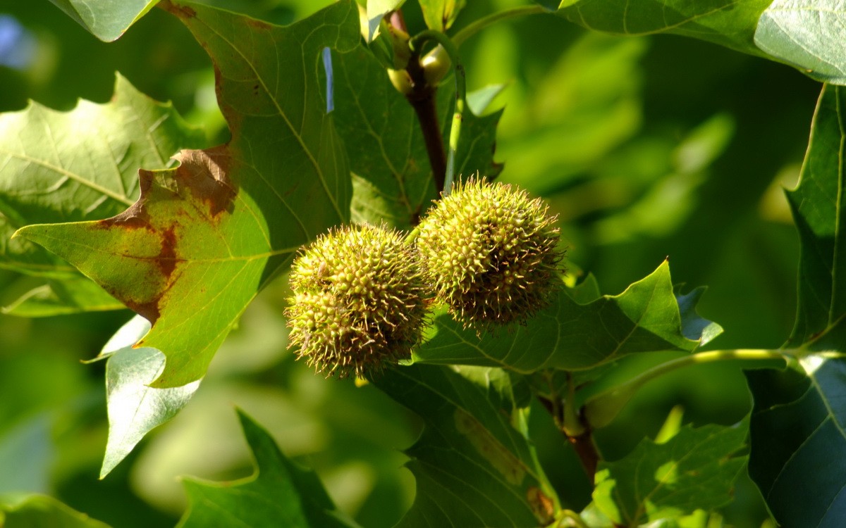 Baum mit Frucht