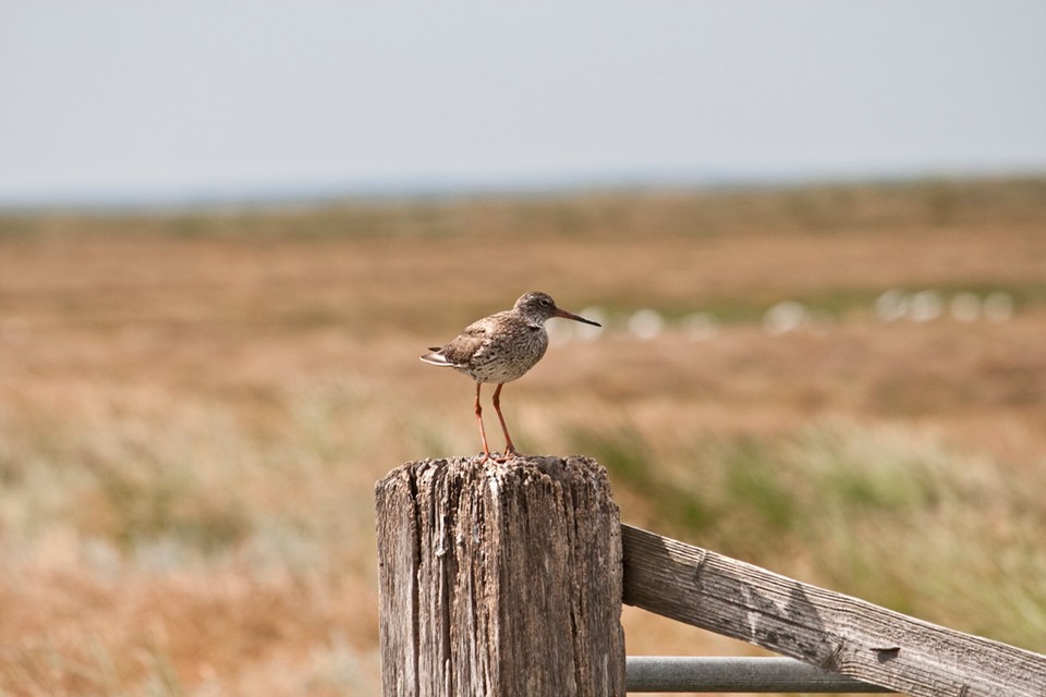 Kleiner Vogel