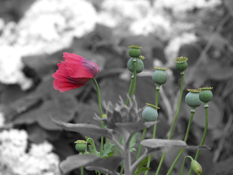 windiger mohn