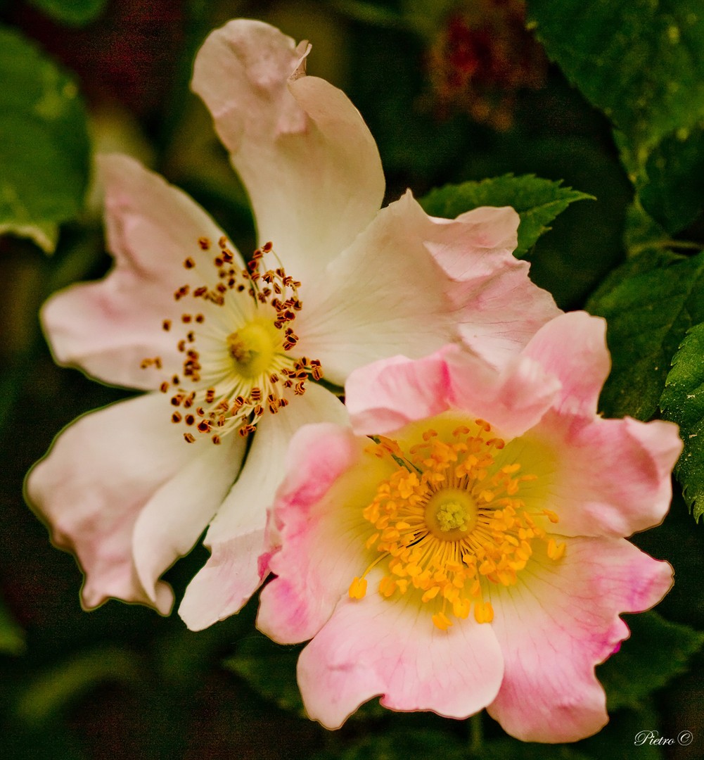 una rosa per te