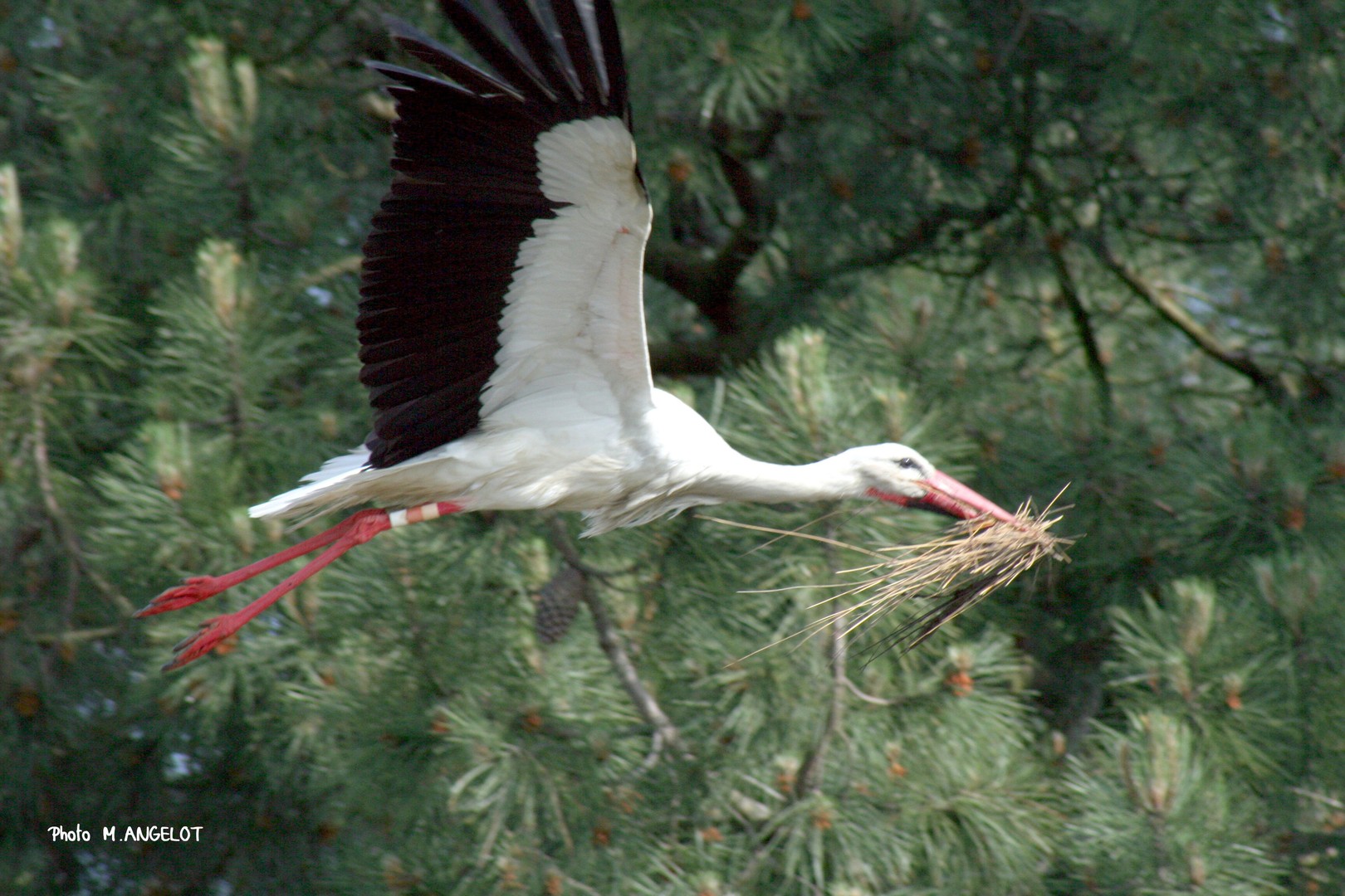 Cigogne