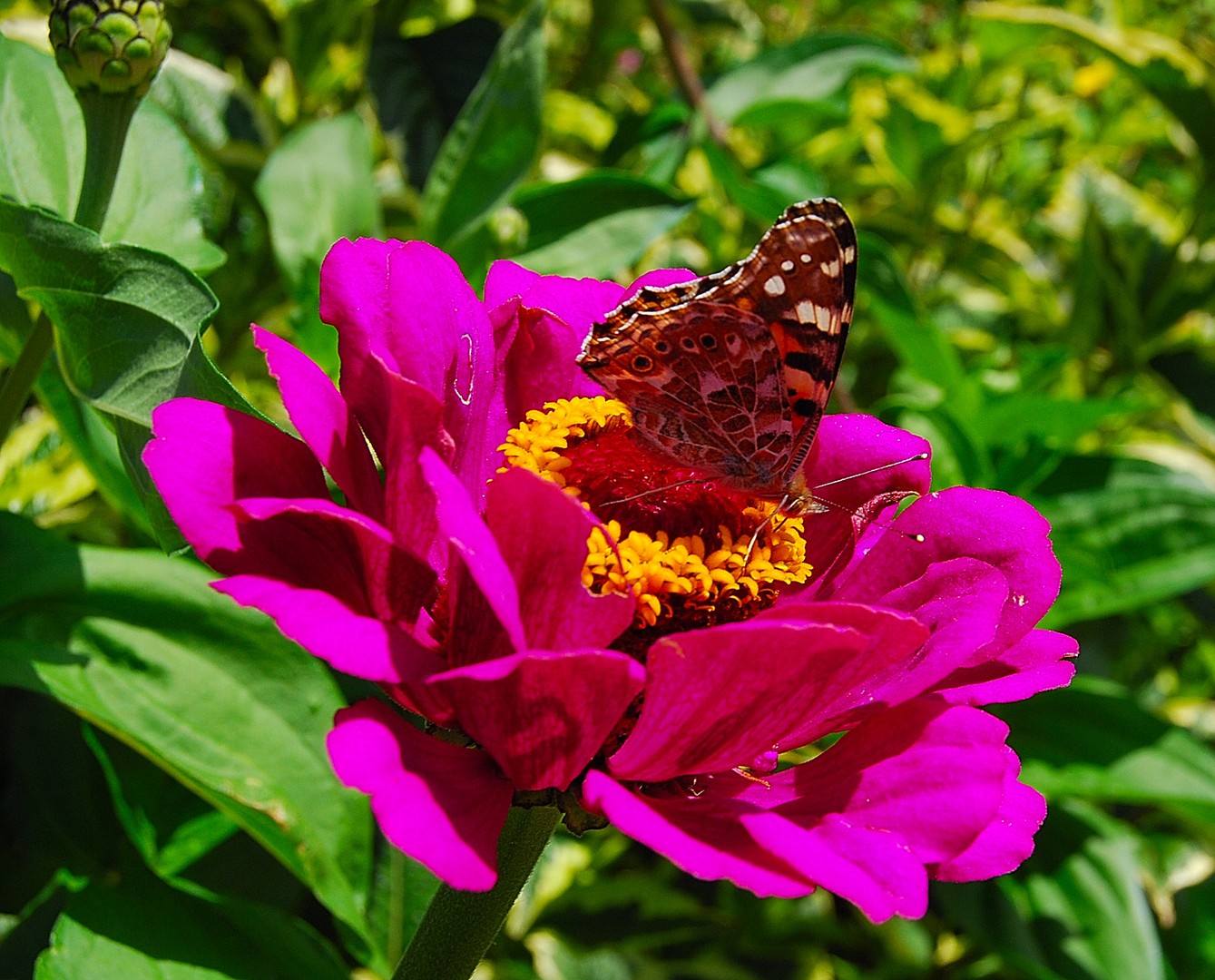 Fleur et papillon.