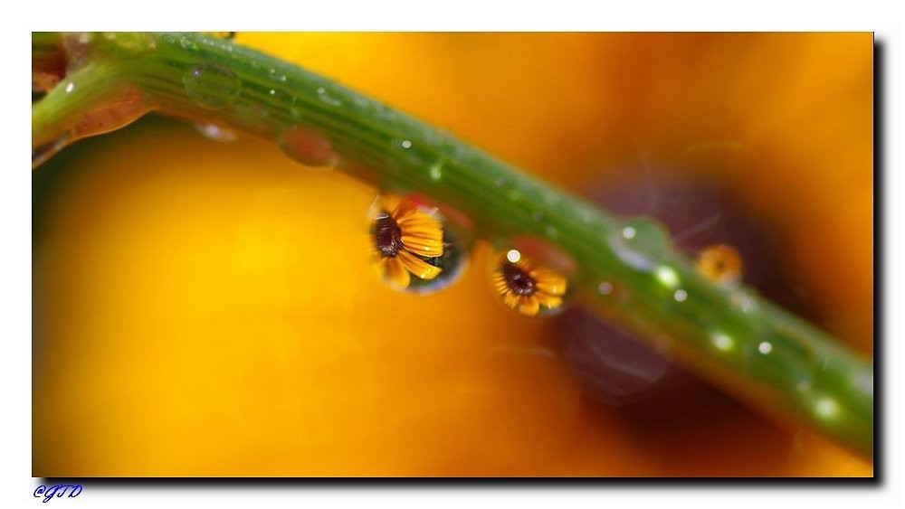 Ringelblume im Wassertropfen