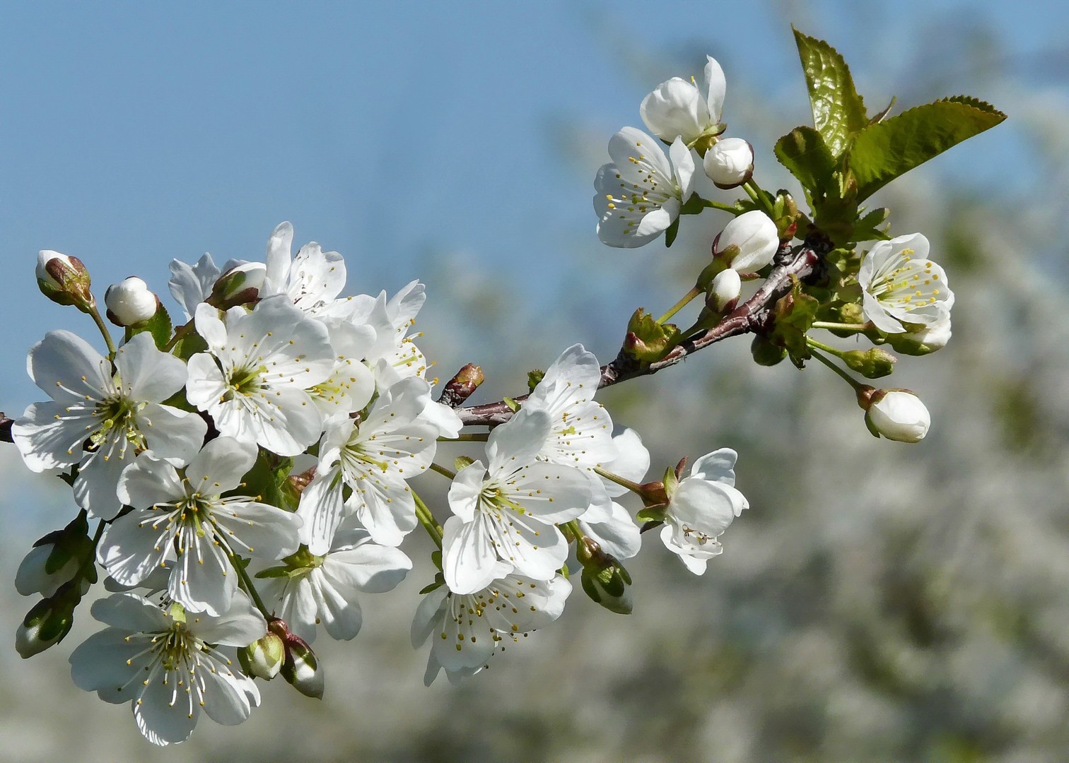 Sauerkirschblüte