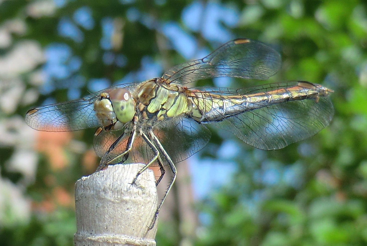 Libelle