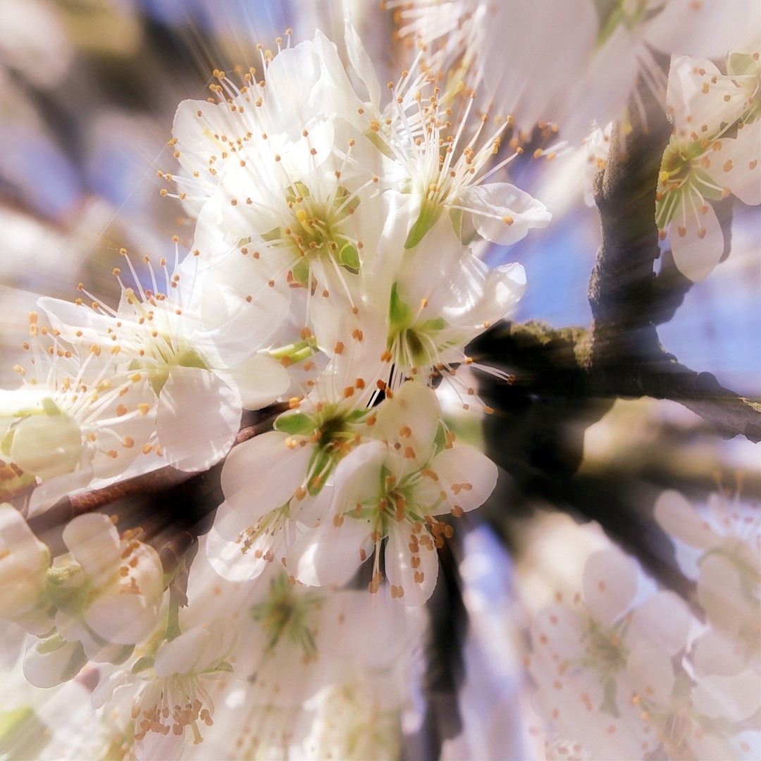 Kirschblüten