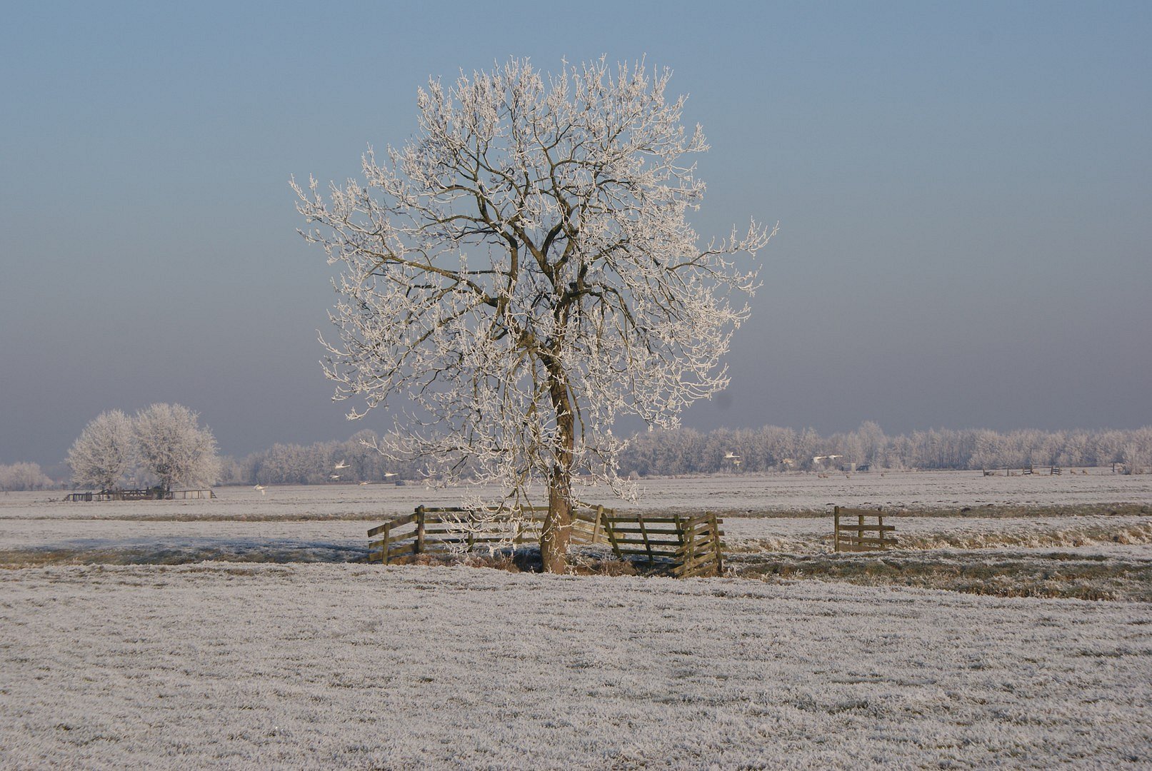 Boom in polder