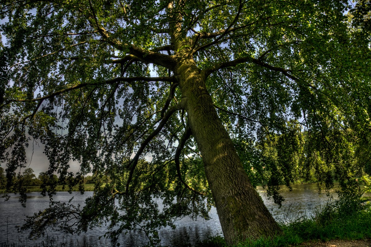 Baum am See