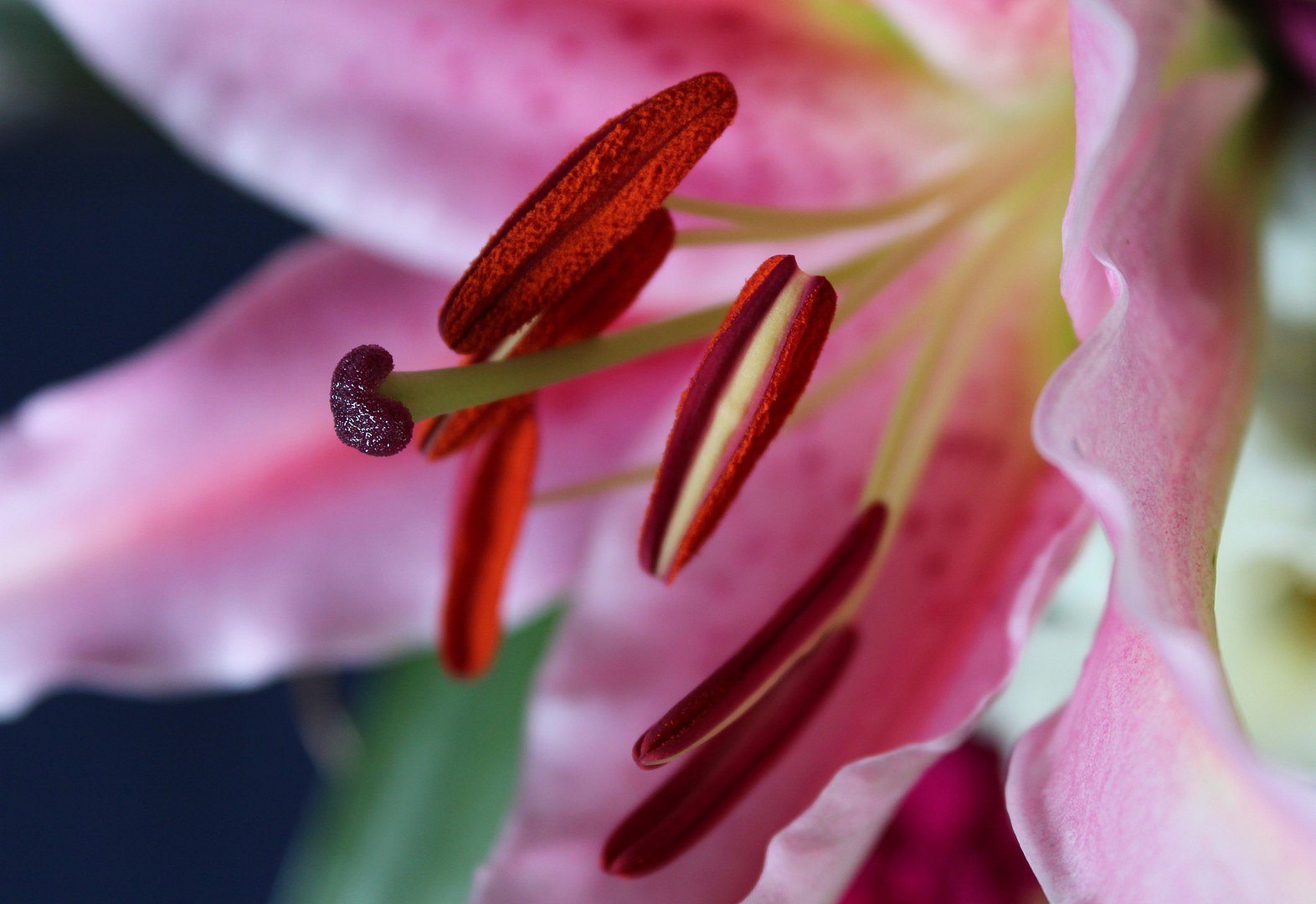 Details einer Lilienblüte