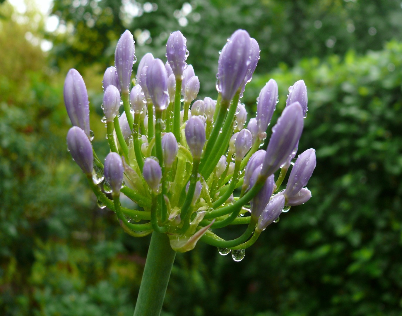 AGAPANTHUS 