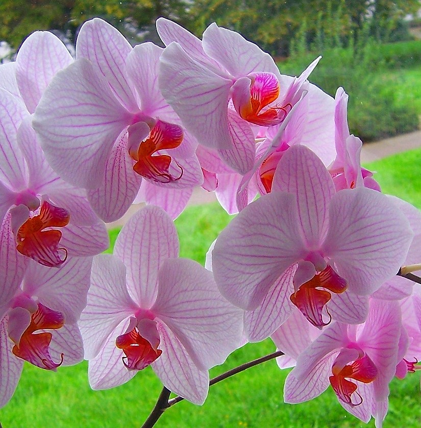 Orchideenblüten