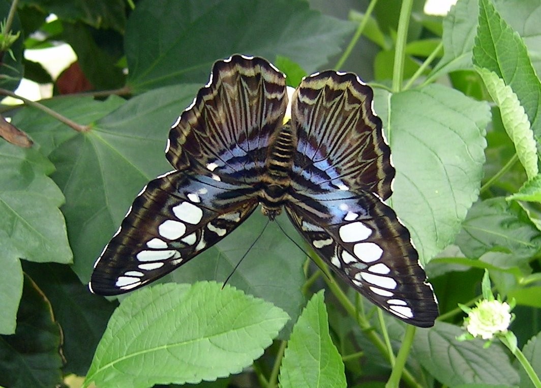 Schmetterling