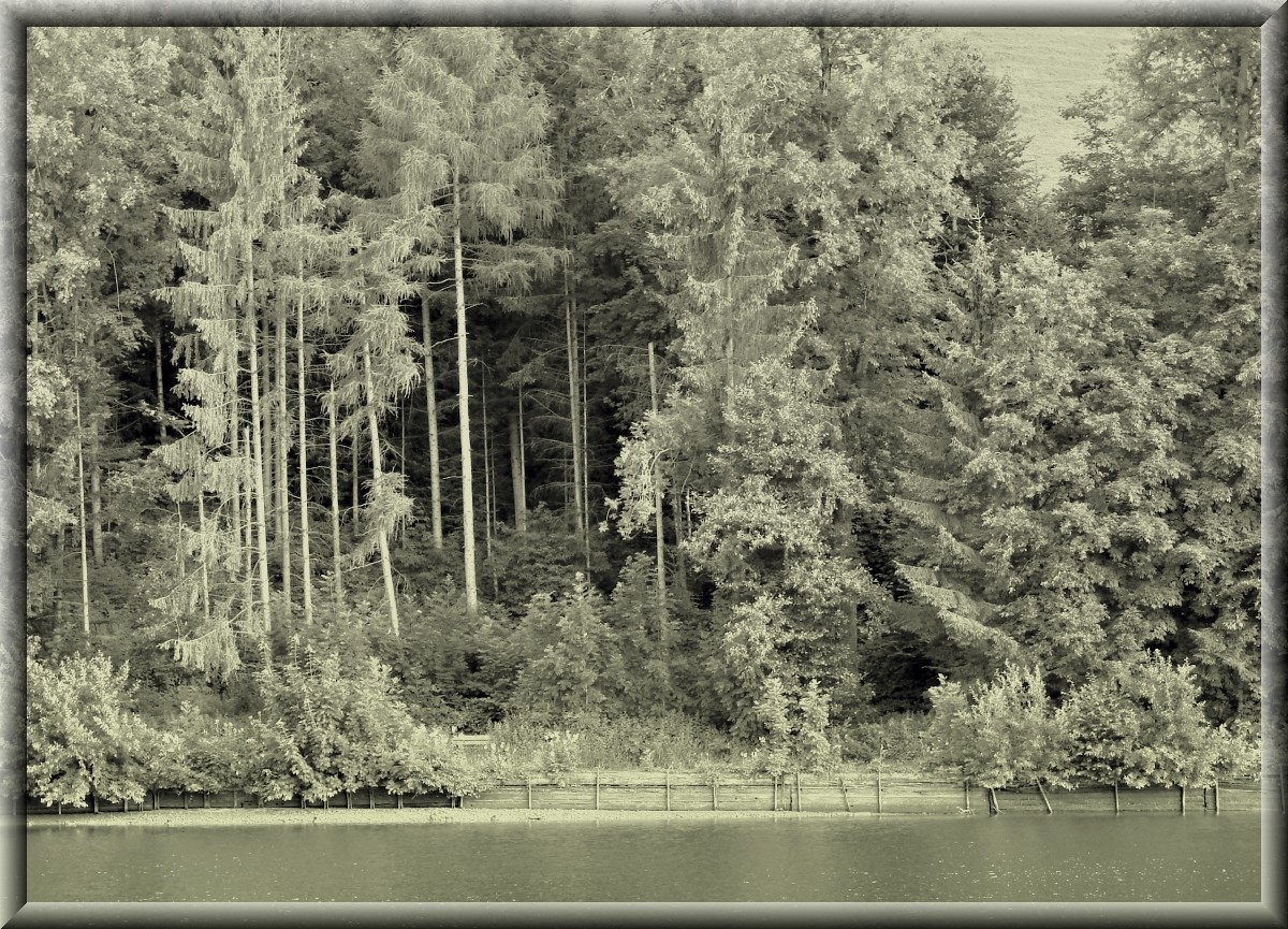 Waldsee