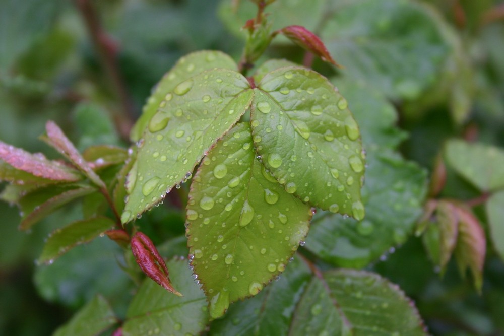 einfaches Blatt