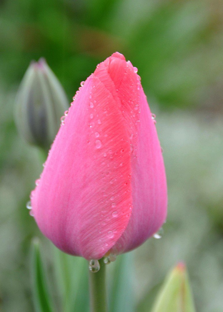 Tulpe im Regen