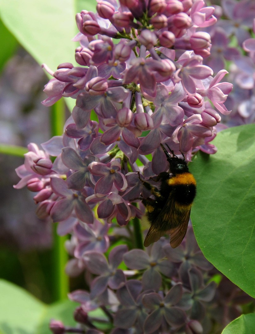 Erdhummel im Flieder