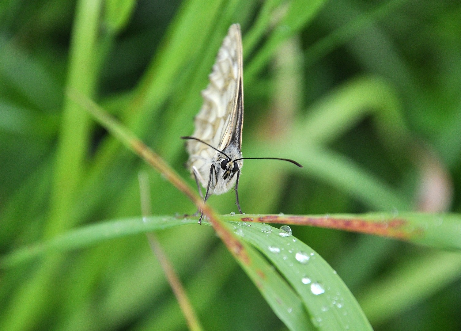 "Schreiender" Schmetterling