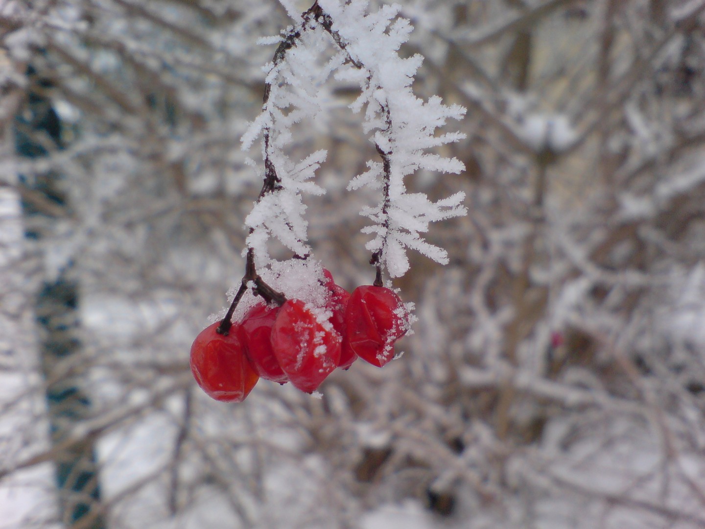 Eisbeeren mit Raureif