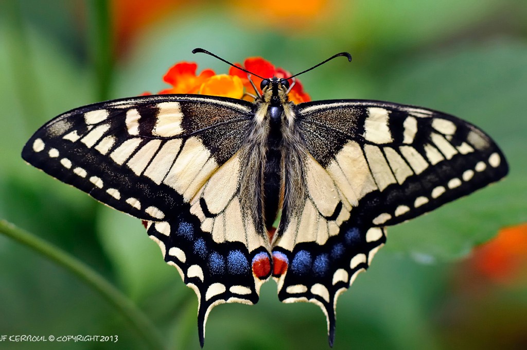 Machaon au repos