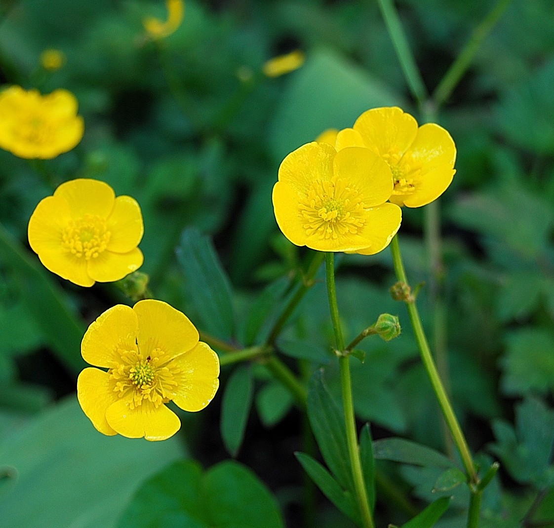 Petites fleurs.