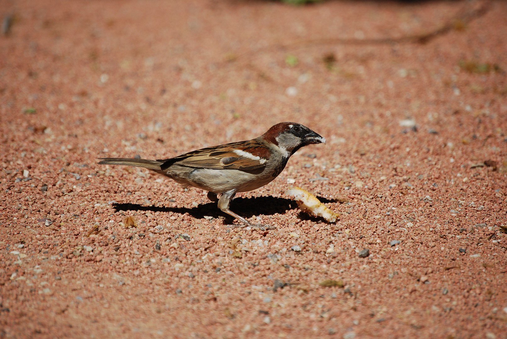 Petit moineau.