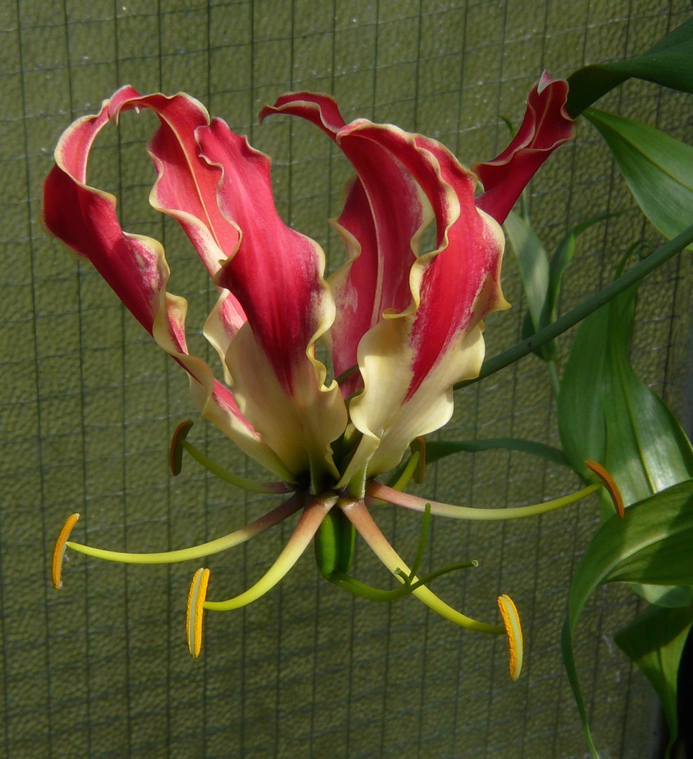 Gloriosa