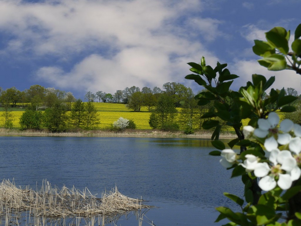 Frühling am Fischteich