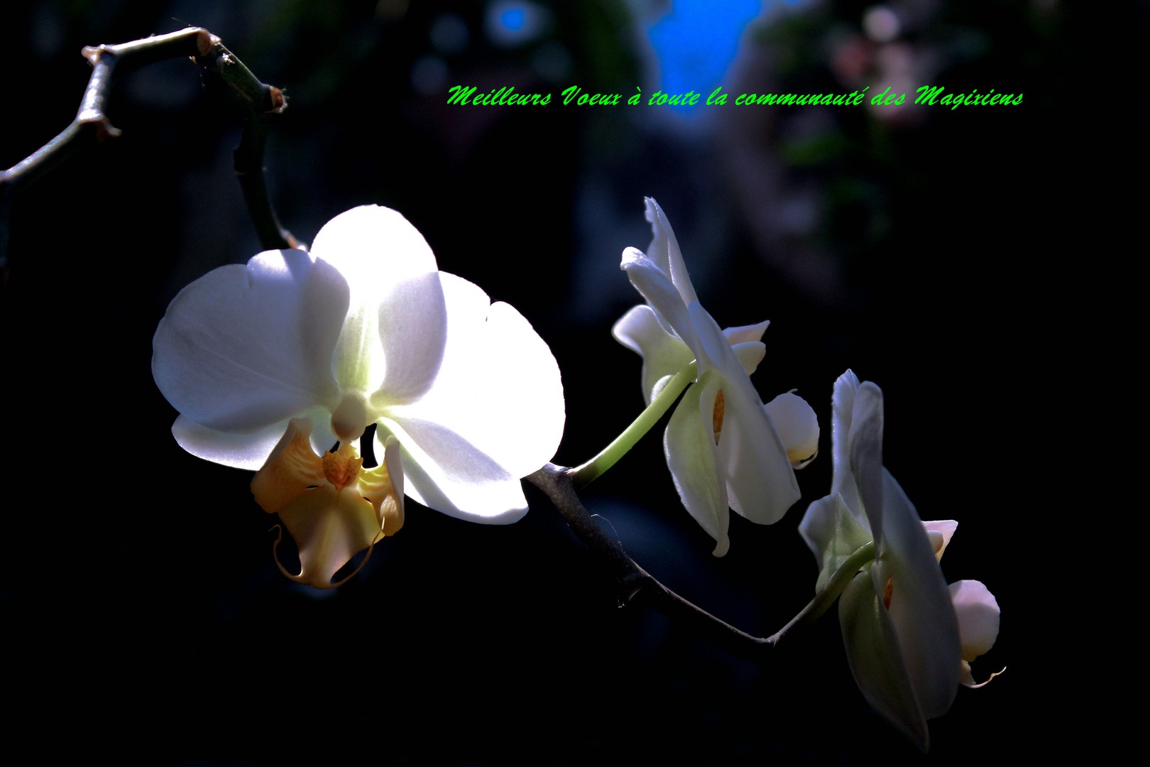 Fleur et lumière d'hiver