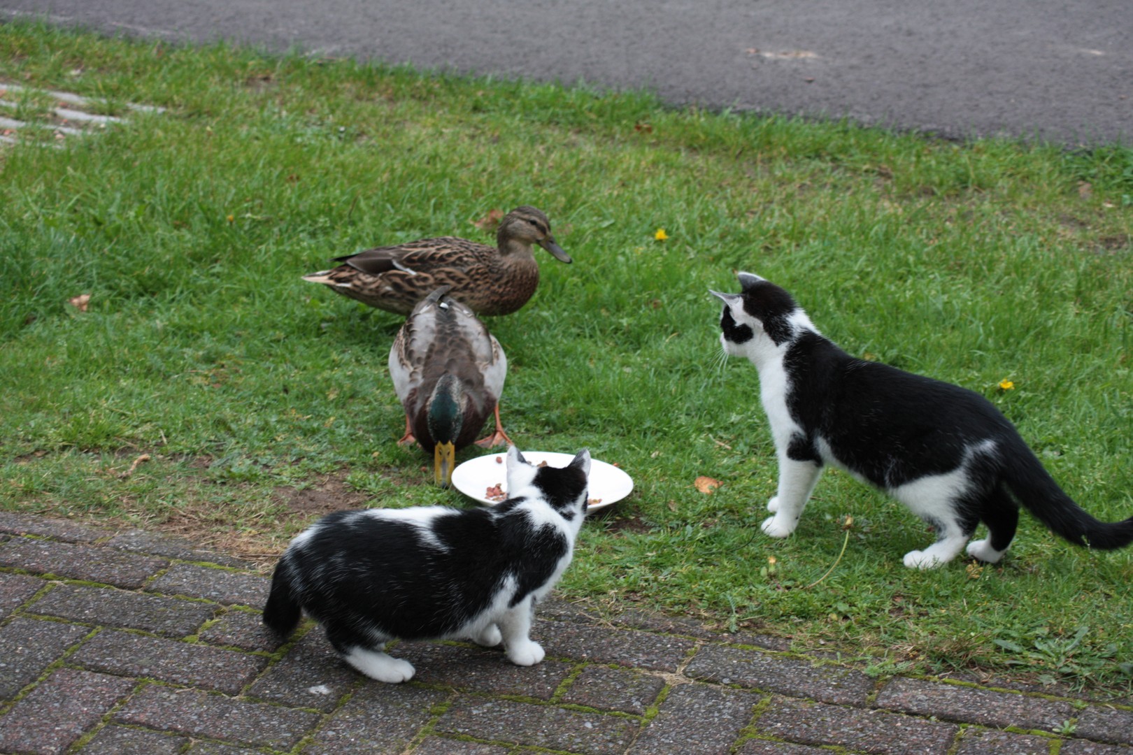 Eenden en katten genieten samen van een schotel met kattenvoer.