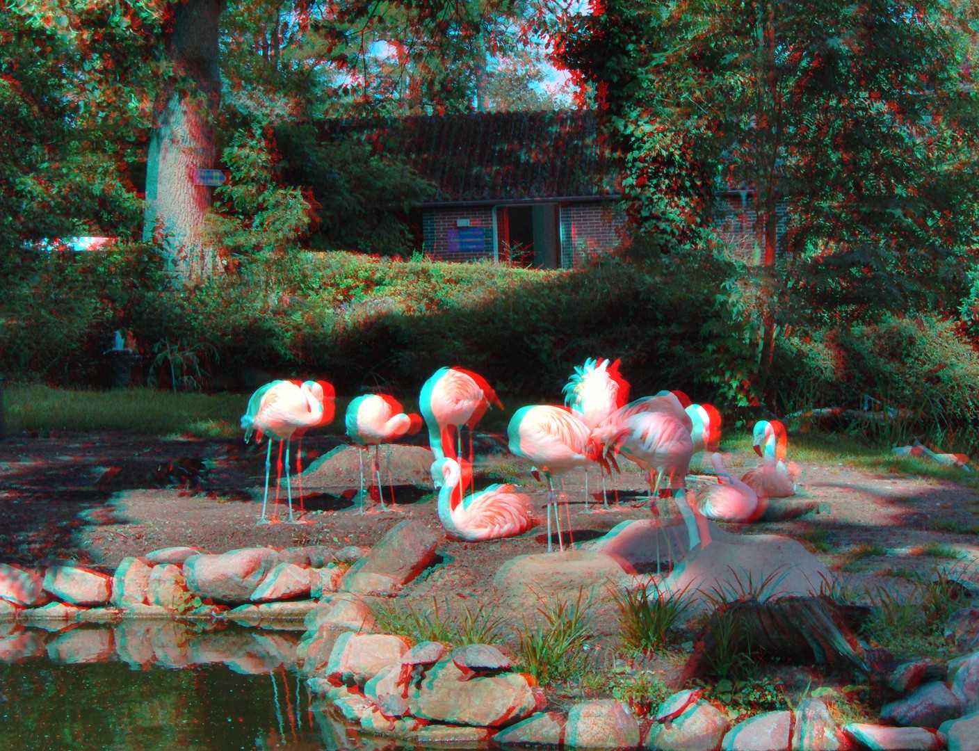 Flamingos 3D