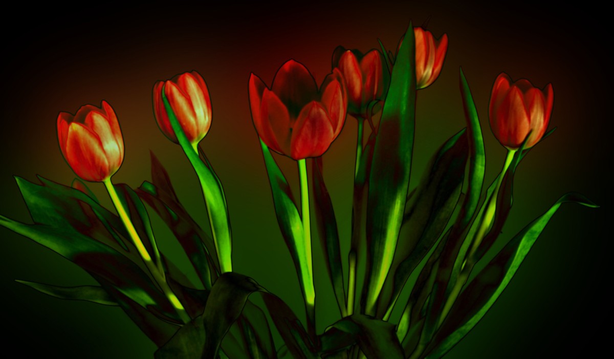 Tulpen