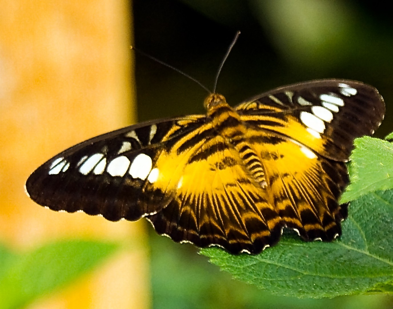 Schmetterling