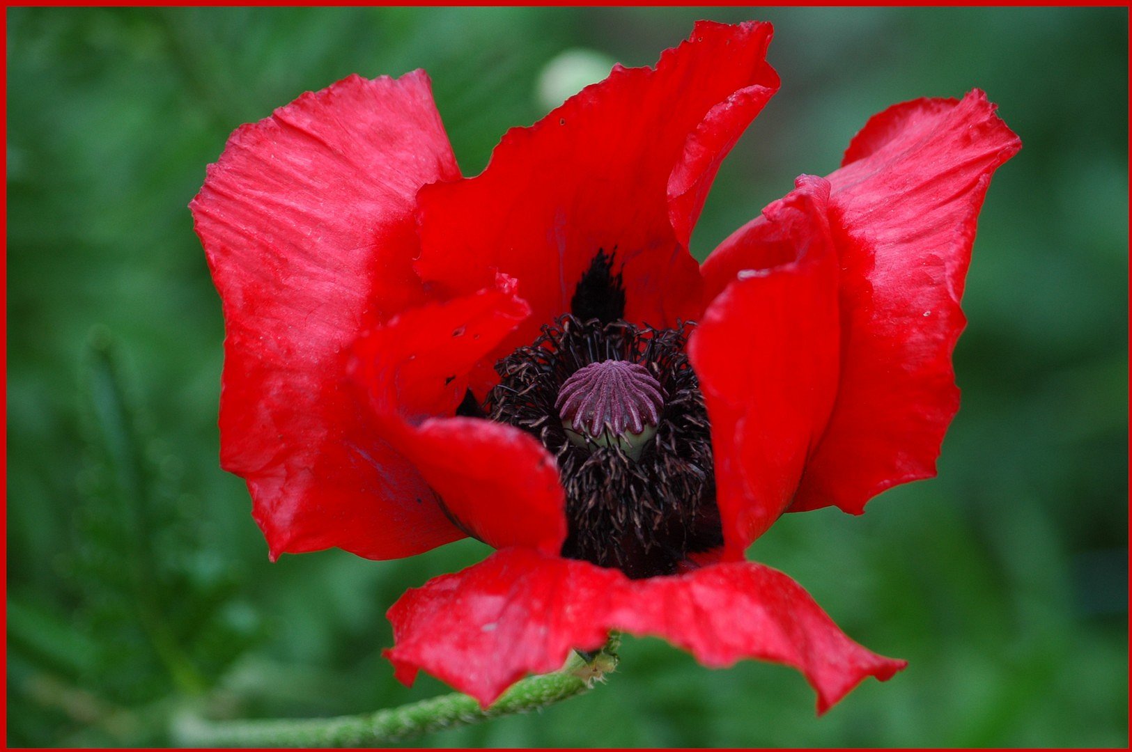 Klatschmohn