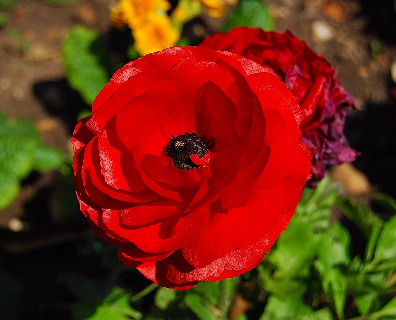 Fleur.