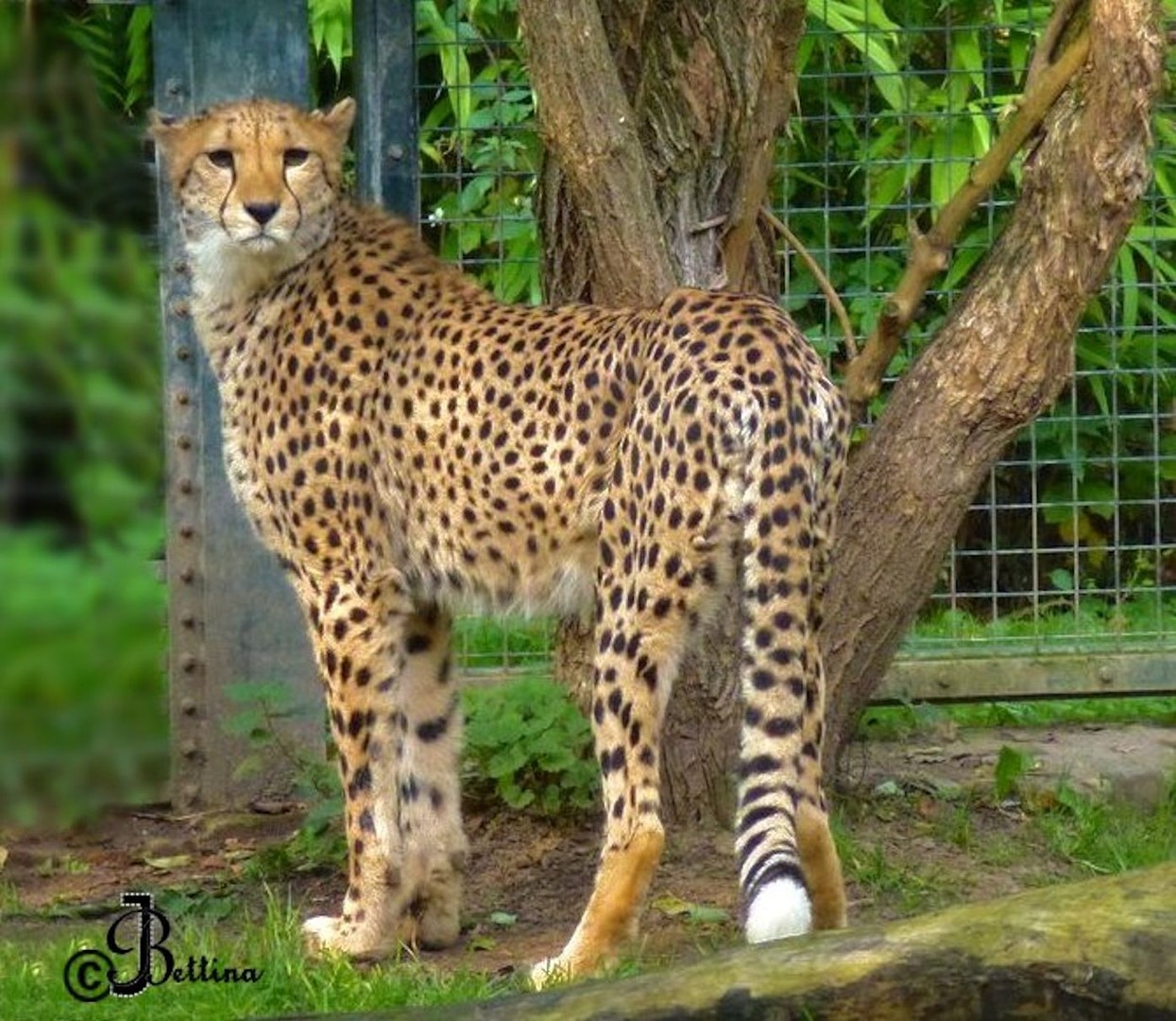 gepard