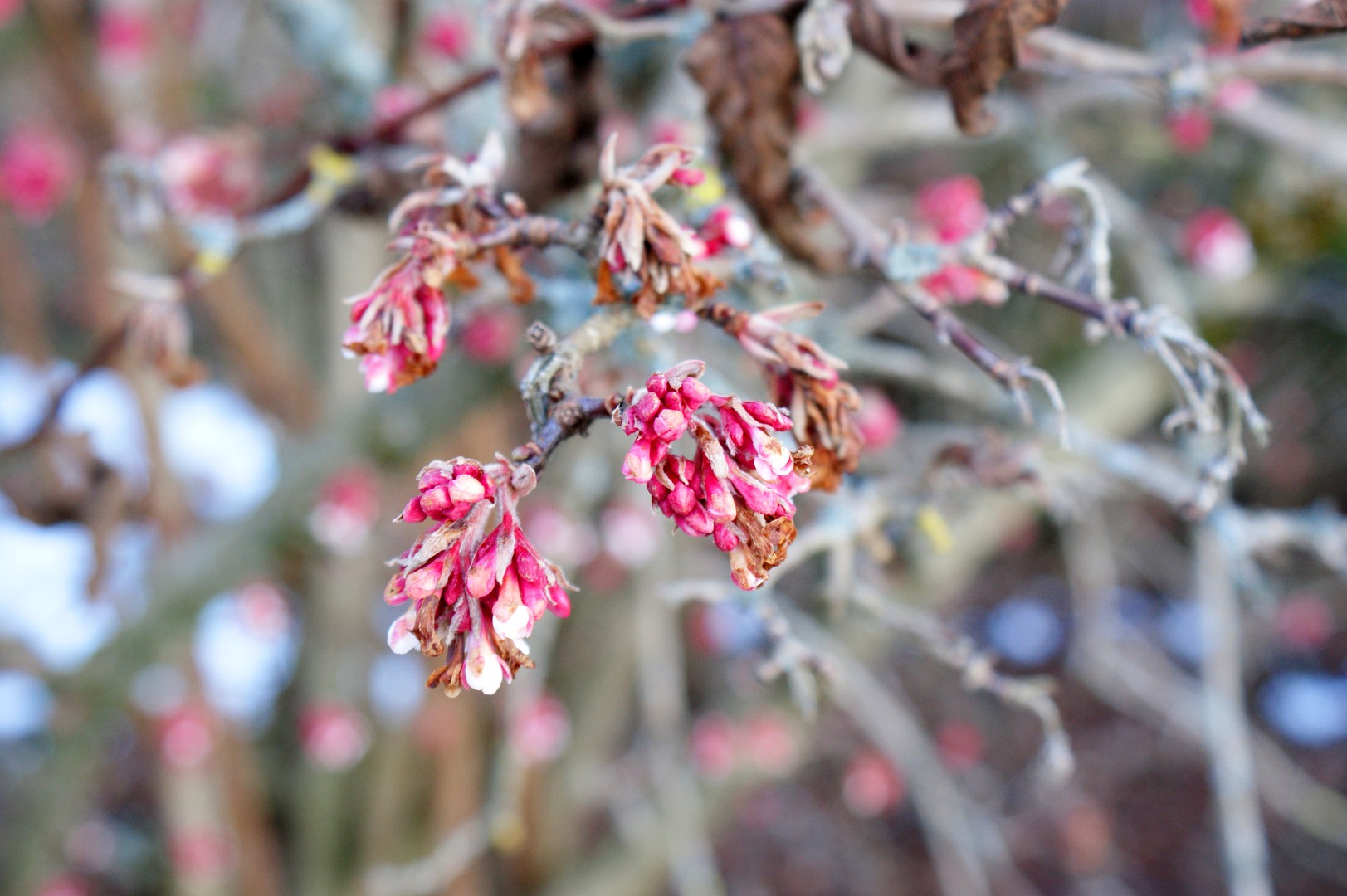 Winterblüten