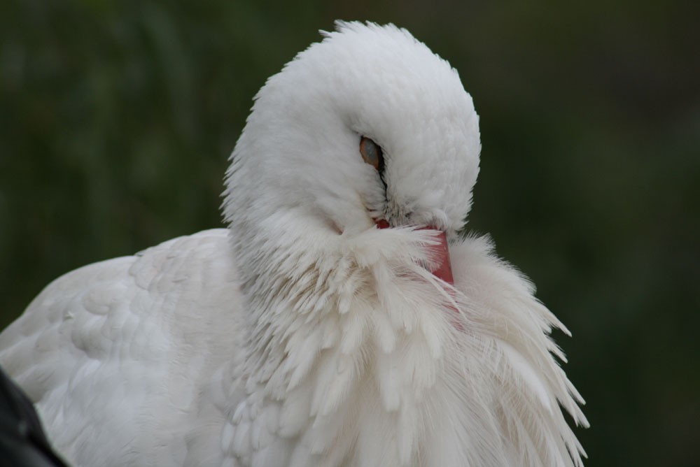 Storch