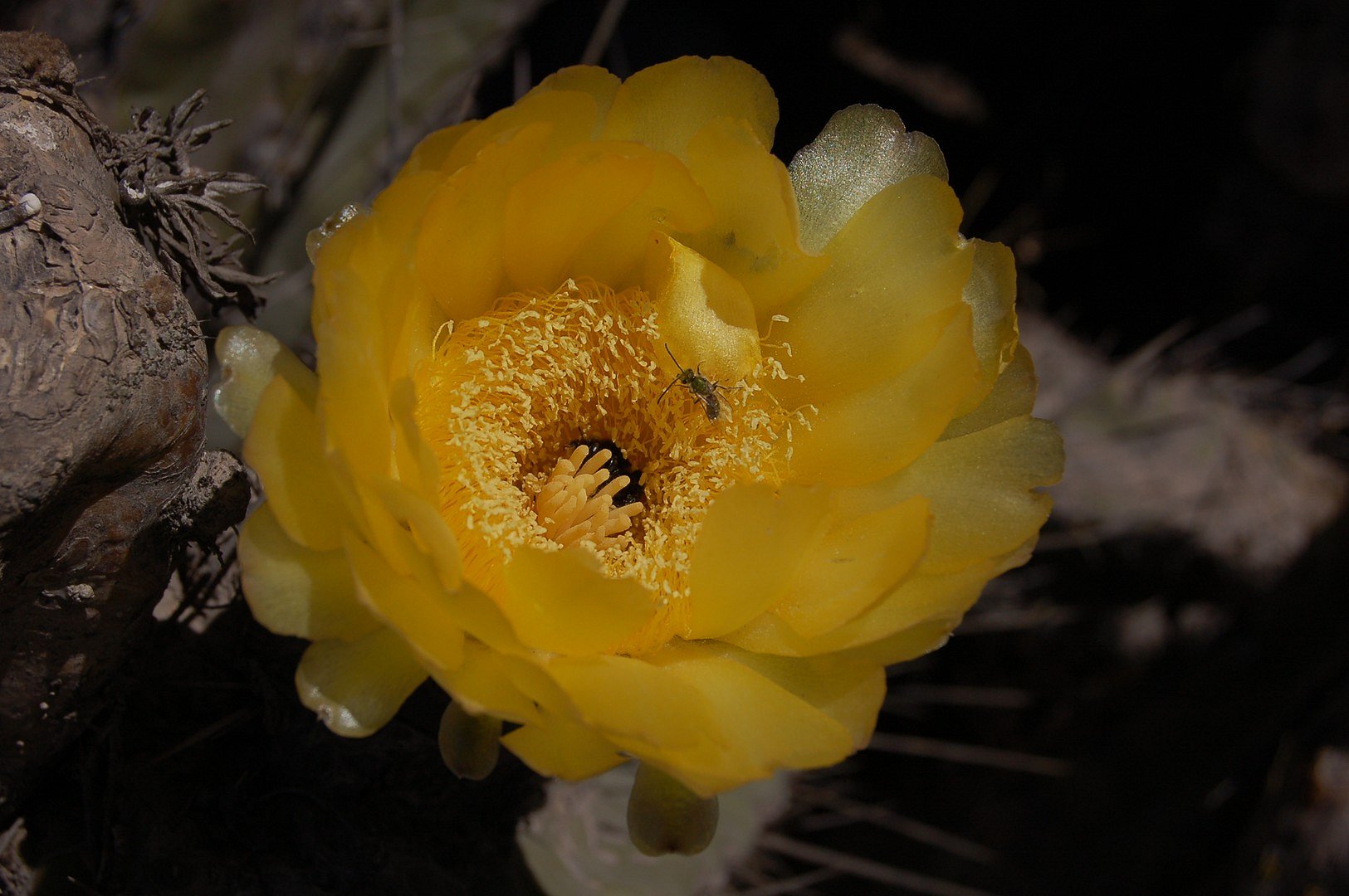 Fleur et insecte