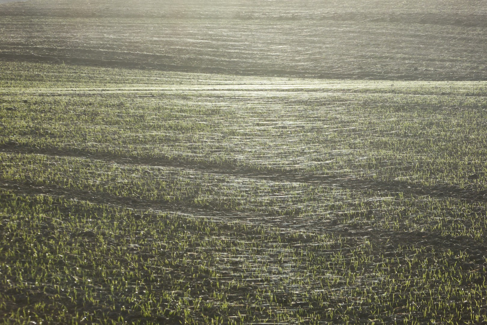 Frische Saat im November - Kreuzholzhausen