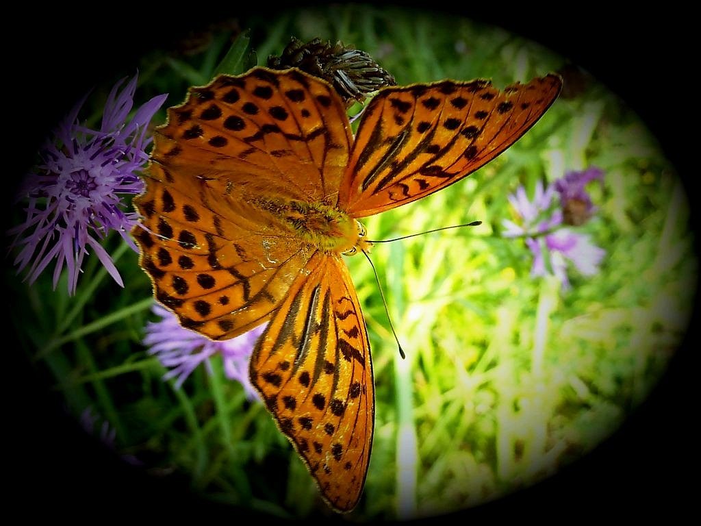 Schmetterling im Ei