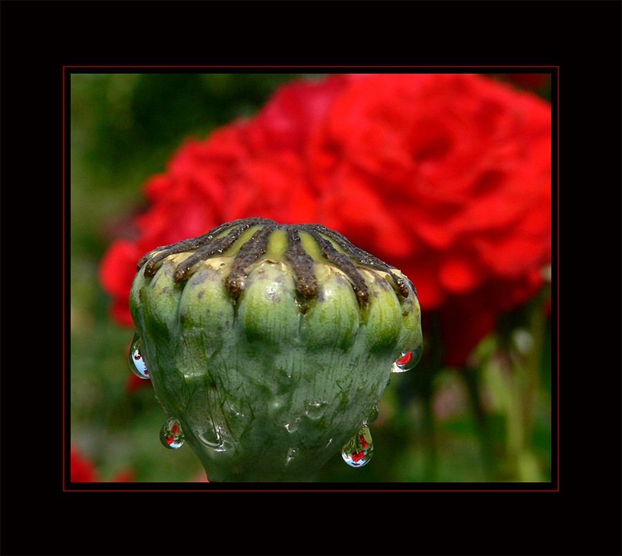 Getropfter Mohn